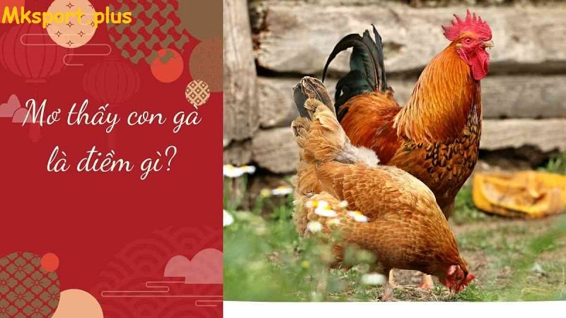 Giải mã từng giấc mơ thấy gà